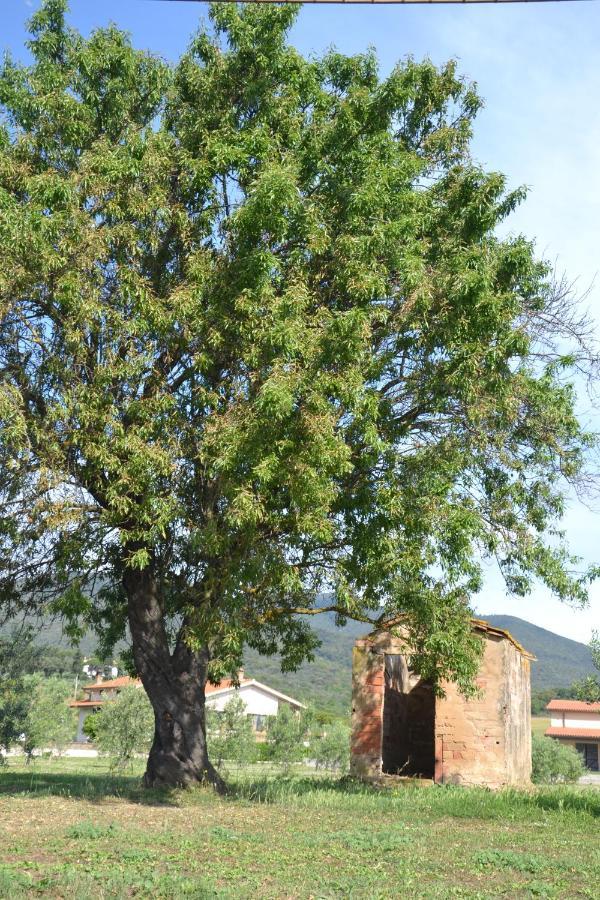 Agriturismo Il Vecchio Mandorlo Castiglione della Pescaia Exterior foto